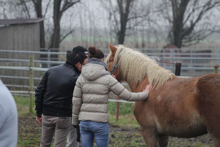 Una passeggiata a cavallo fa bene alla salute