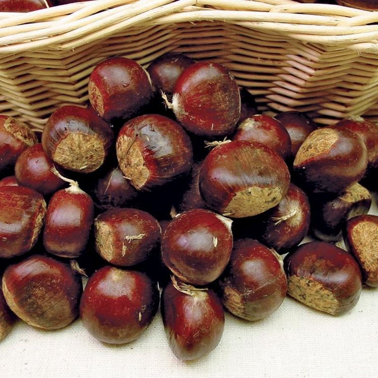 Castagne appena raccolte