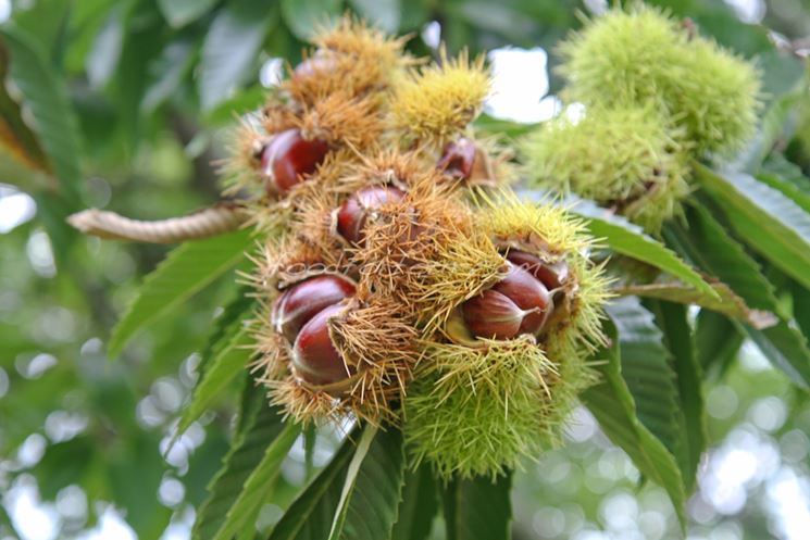 Castagne nei ricci su un ramo